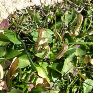 Photographie n°17827 du taxon Arisarum vulgare subsp. vulgare
