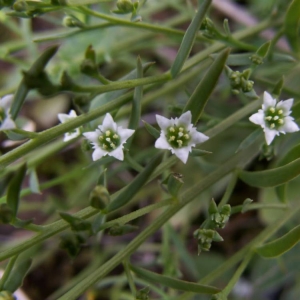 Photographie n°17836 du taxon Thesium humifusum DC. [1815]