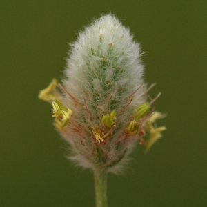  - Plantago lagopus L.