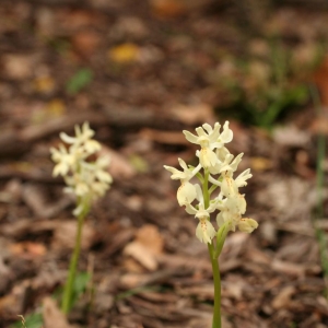  - Orchis provincialis Balb. ex DC. [1806]