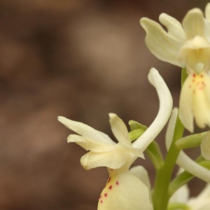  - Orchis provincialis Balb. ex DC. [1806]