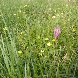 Photographie n°17849 du taxon Fritillaria meleagris L.