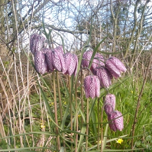 Photographie n°17850 du taxon Fritillaria meleagris L.