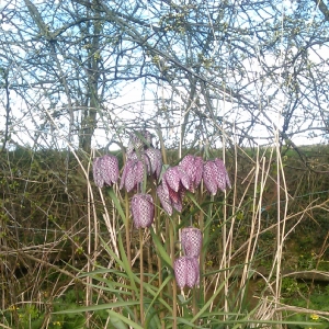 Photographie n°17851 du taxon Fritillaria meleagris L.