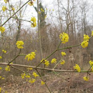 Photographie n°17855 du taxon Cornus mas L. [1753]