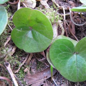 Photographie n°17858 du taxon Asarum europaeum L.