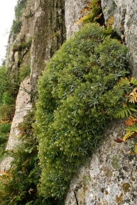 John De Vos, le 31 mai 2008 (Valflaunès (Face Nord Pic St Loup : la diagonale verte))