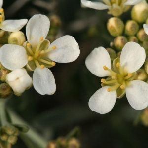 Hormathophylla spinosa (L.) P.Küpfer (Alysson épineux)