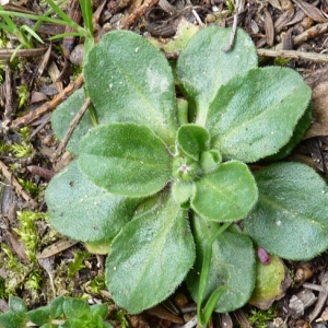 Photographie n°17872 du taxon Bellis perennis L. [1753]