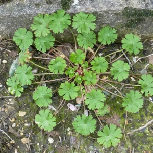 Photographie n°17874 du taxon Geranium molle L. [1753]