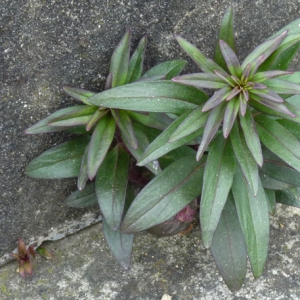 Photographie n°17876 du taxon Iberis sempervirens L. [1753]