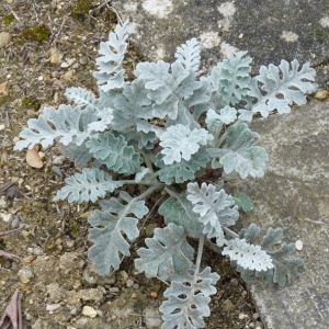 Photographie n°17878 du taxon Senecio cineraria DC. [1838]