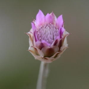 Photographie n°17883 du taxon Xeranthemum inapertum (L.) Mill. [1768]