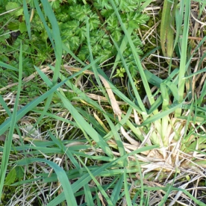 Photographie n°17889 du taxon Dactylis glomerata L. [1753]