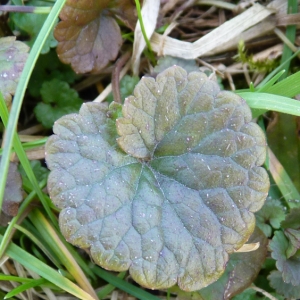 Photographie n°17890 du taxon Glechoma hederacea L. [1753]