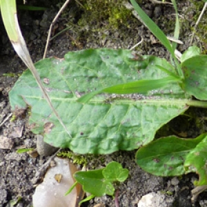 Photographie n°17892 du taxon Rumex sanguineus L. [1753]