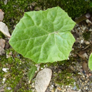 Photographie n°17894 du taxon Tussilago farfara L. [1753]