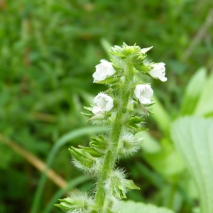 Perilla frutescens (L.) Britton