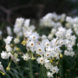 Photographie n°17903 du taxon Narcissus dubius Gouan [1773]