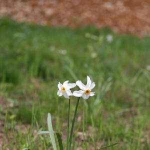 Photographie n°17907 du taxon Narcissus poeticus L.