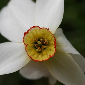 Photographie n°17908 du taxon Narcissus poeticus L. [1753]
