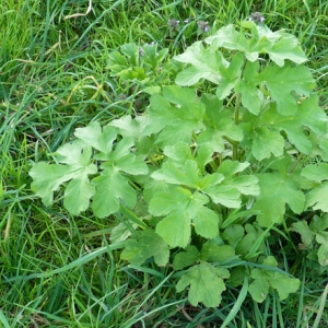 Photographie n°17919 du taxon Heracleum sphondylium L. [1753]