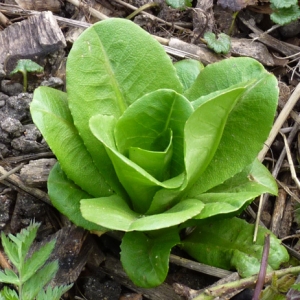 Photographie n°17920 du taxon Lactuca sativa L. [1753]