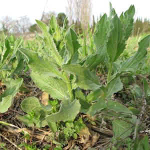 Photographie n°17935 du taxon Cardaria draba (L.) Desv.