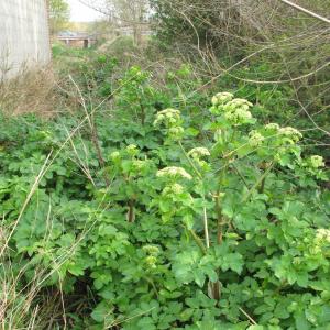 Photographie n°17938 du taxon Smyrnium olusatrum L. [1753]