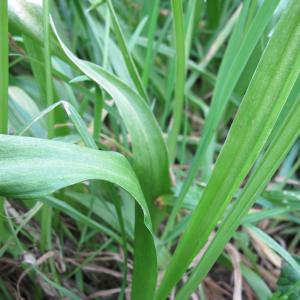 Photographie n°17943 du taxon Allium neapolitanum Cirillo [1788]