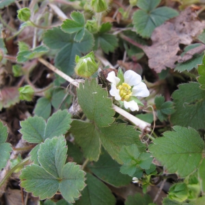 Photographie n°17953 du taxon Potentilla sterilis (L.) Garcke [1856]