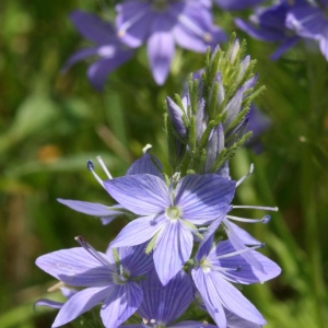 Photographie n°17979 du taxon Veronica austriaca L. [1759]