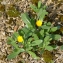  Bertrand BUI - Calendula officinalis L. [1753]