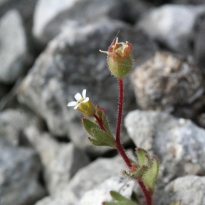 Photographie n°17991 du taxon Saxifraga tridactylites L. [1753]