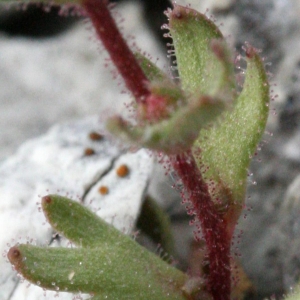 Photographie n°17993 du taxon Saxifraga tridactylites L. [1753]