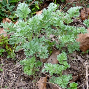 Photographie n°17994 du taxon Artemisia absinthium L. [1753]