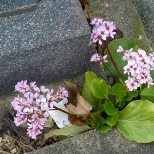 Photographie n°17997 du taxon Bergenia crassifolia (L.) Fritsch [1889]