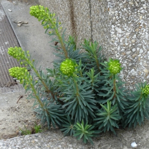 Photographie n°17999 du taxon Euphorbia characias L. [1753]