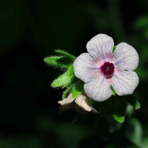 Photographie n°18057 du taxon Cynoglossum creticum Mill. [1768]