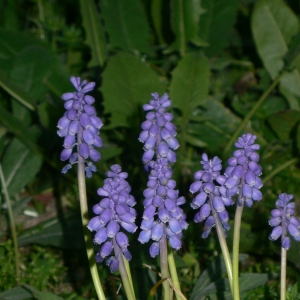 Photographie n°18095 du taxon Muscari neglectum Guss. ex Ten. [1842]