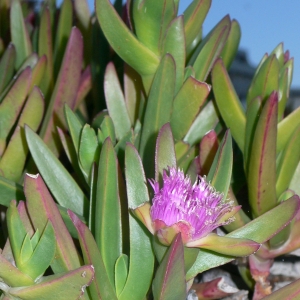 Photographie n°18102 du taxon Carpobrotus edulis (L.) N.E.Br. [1926]