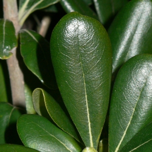 Photographie n°18112 du taxon Pittosporum tobira (Thunb.) W.T.Aiton [1811]