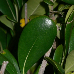 Photographie n°18114 du taxon Pittosporum tobira (Thunb.) W.T.Aiton [1811]