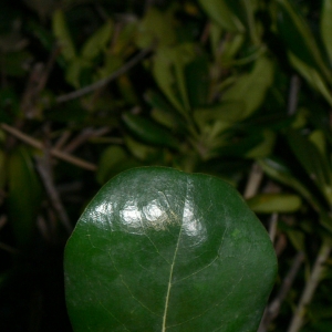 Photographie n°18115 du taxon Pittosporum tobira (Thunb.) W.T.Aiton [1811]