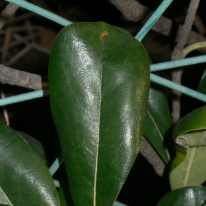 Photographie n°18117 du taxon Pittosporum tobira (Thunb.) W.T.Aiton [1811]