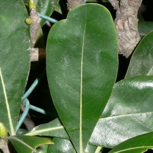 Photographie n°18118 du taxon Pittosporum tobira (Thunb.) W.T.Aiton [1811]