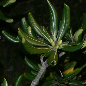 Photographie n°18141 du taxon Pittosporum tobira (Thunb.) W.T.Aiton [1811]