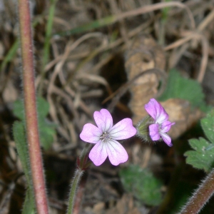 Photographie n°18146 du taxon Geranium rotundifolium L.