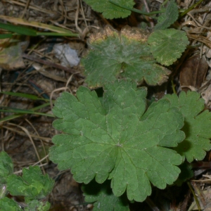 Photographie n°18149 du taxon Geranium rotundifolium L.