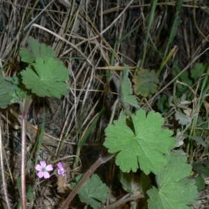 Photographie n°18152 du taxon Geranium rotundifolium L.